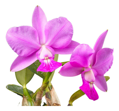 Orquidea Cattleya Walkeriana Tipo Planta Adulta