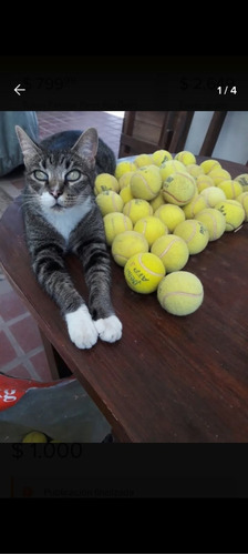 10 Pelotas De Tenis Para Mascotas Y Juego Recreativos.