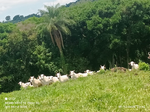 Sitio A Venda Em Monte Santo De Minas