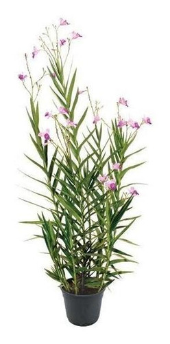 Mudas De Orquidea Bambu - Cor Branca E Roxa Ou 30 Cm | Parcelamento sem  juros