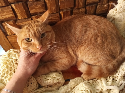 Gatito Macho Anaranjado Garfield