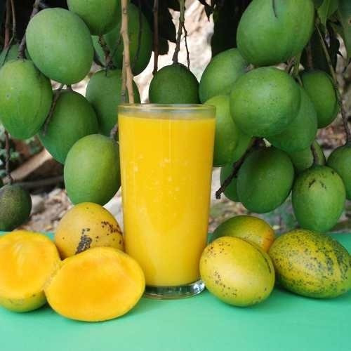 Muda De Manga Ubá Enxertada- Mangifera Indica Ideal P/ Suco