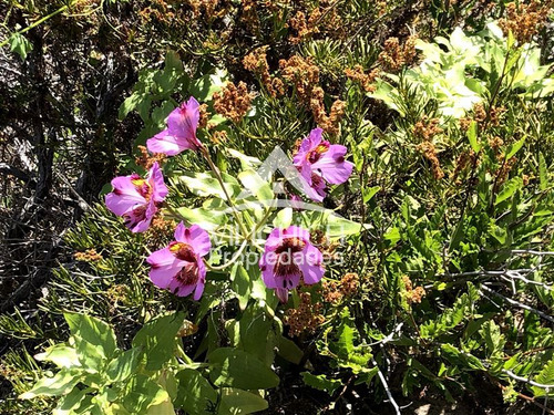 Venta Sitio En Arrayan Costero, La Serena