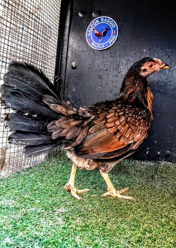 Gallos Gallina Linea Asil X Española Canaria Galpon Raggio