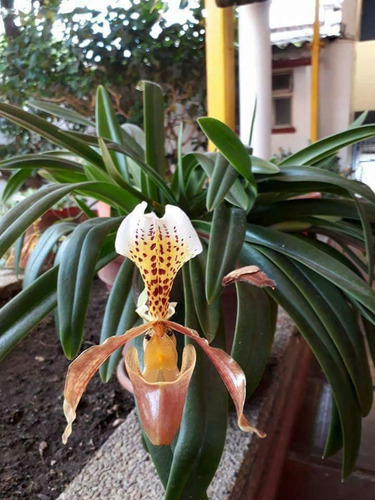 Fertilizante, Insecticida Organizo Puri - L a $5333