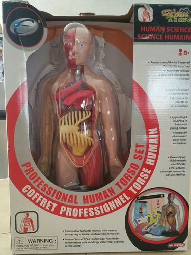 Juego De Torso Humano Profesional