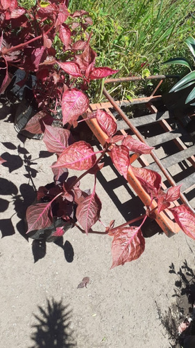 Imagen 5 de 5 de Iresine Herbstii, Hoja De Sangre, Arbusto