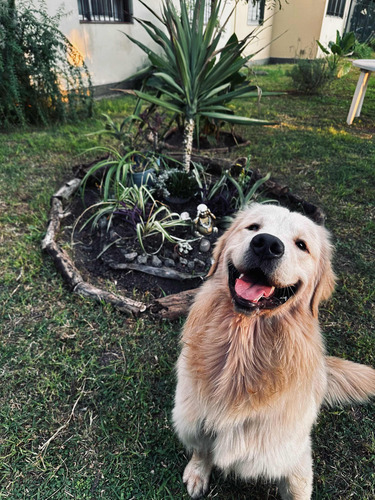 Servicio De Monta Golden Retriever