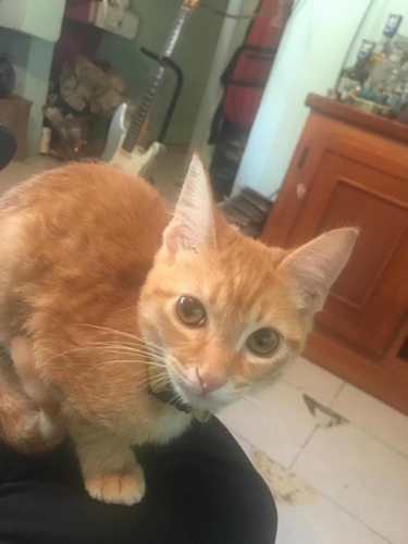 Gatitos Tabby Orange