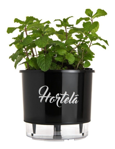 Sementes De Hortelã Menta
