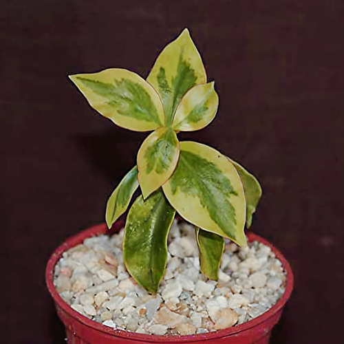 1 Pereskia Aculeata Vareigada Golden Importación Cactus