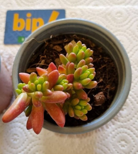 Suculentas Sedum Rubrotinctum Aurora O Nariz De Payaso