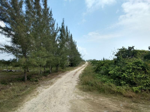 Venta Rancho 100 Has Frente A La Laguna De Tamiahua Veracruz