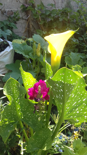 Abono Orgánico Para Floración 20 Kg