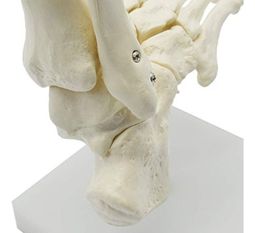 Modelo De Anatomía Del Pie Esquelético Humano 1:1: Pie Y Tob