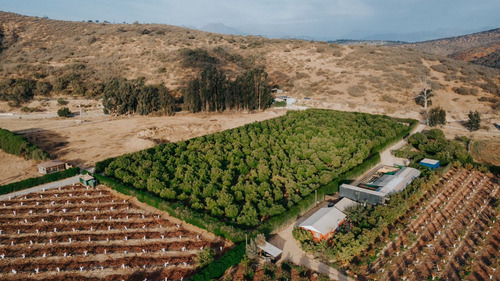 Colmo, Terreno Plano Paltos En Producción