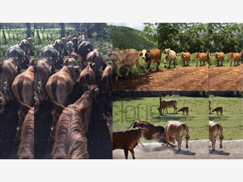 Imagen 3 de 7 de Rancho En Venta Carretera Felipe Carrillo Puerto, Tekax