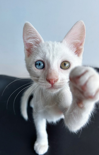 Gatitos Khao Manee, No Angora Persa Ni Siames. Entregascaba!