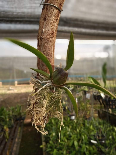 Orquídea Exótica Oncidium Onustum (muda Sem Flor) | Parcelamento sem juros