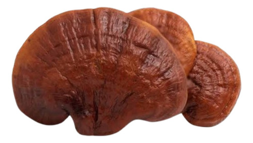 Ganoderma Lucidum (reishi) En Polvo 250 Gramos