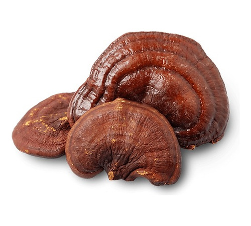 Hongo Adaptógeno Reishi 80g Commons Polvo 100% Orgánico