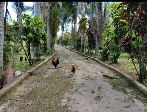 Imagem 28 de 29 de Chácara Ibiuna 2.400 Mts Casa,pomar, Piscina, Oportunidade