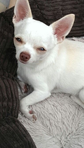 Cachorro Chihuahua Blanco Cabeza De Manzana 006