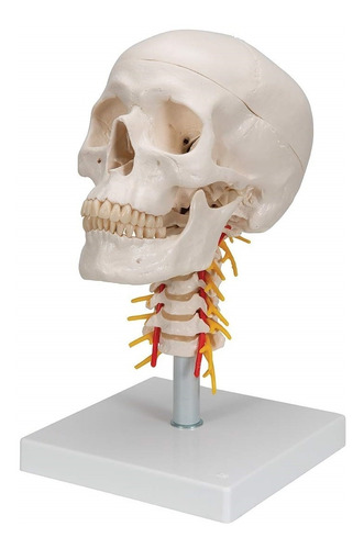 Cráneo Humano + Columna Cervical - Modelo Anatómico