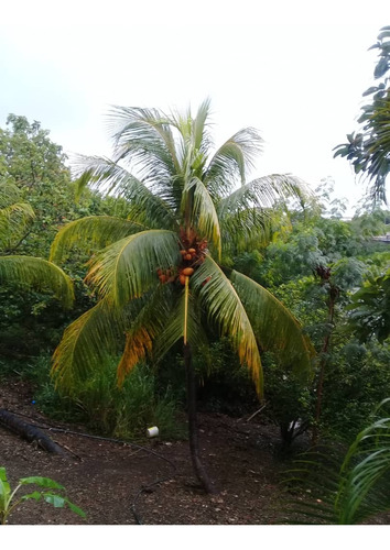 ¡vive Tranquilo! Remato Quinta En Cumbres Del Manzano, Excelente Clima, Terreno Regularizado En Alcaldía, Tanque De Agua, Todos Los Servicios En Barquisimeto (mact).