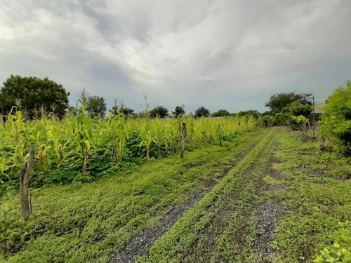 Imagen 4 de 4 de Terreno En Venta Tlayacapan