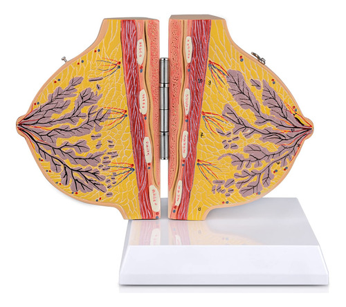 Modelo 3d Anatomico De Mama No Lactante.