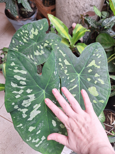 Caladium Marmoratum Branco