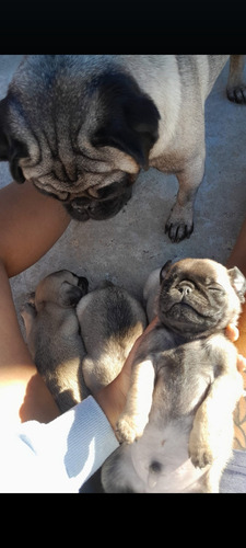 Pugs