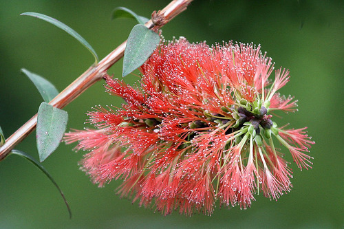 50 Semillas De Melaleuca De Flor Roja - Melaleuca Hypericifolia- Planta  Ornamental De Australia | MercadoLibre