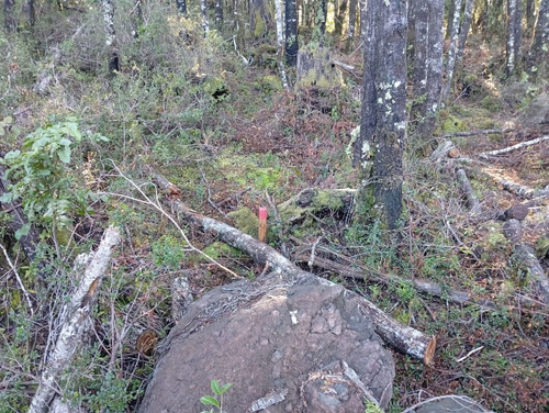 Venta Parcela Bosque Pucón Los Nevados