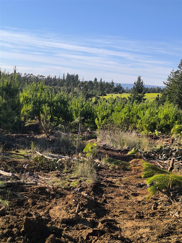 Parcelas Planas En Pichilemu, Orilla De Asfalto.
