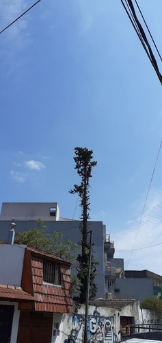 Poda De Arboles Tala Extracciones Palmera Whatsap 1528694955