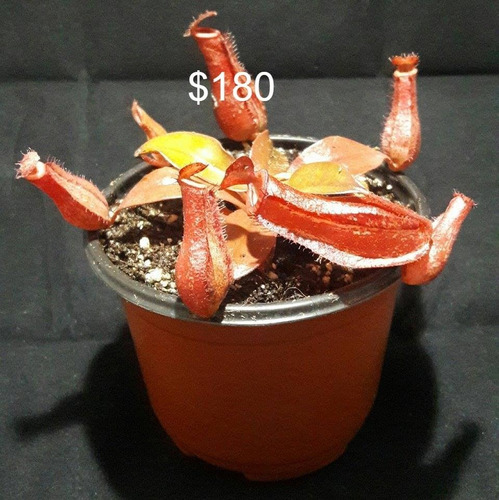 Imagen 1 de 2 de Plantas Carnívoras. Venus, Nepenthes, Droseras Y Cephalotus