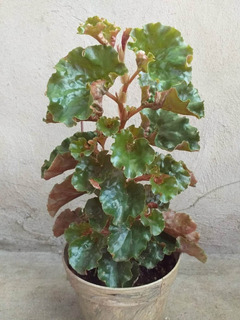 Planta: Begonia Crespa | MercadoLibre ?