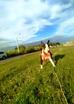 Comprar Bull Terrier Para Monta Blanco
