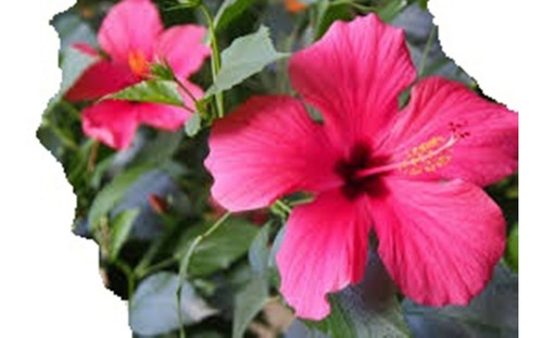 Ibiscos Hawaiano Rojo Naranja Dobles Hibisco