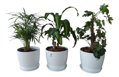 Combo De 3 Plantas De Interior + Maceta Premium N22 + Plato