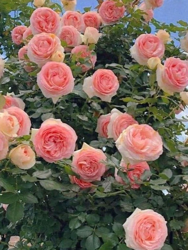 Semillas De Rosas Trepadoras Rosadas