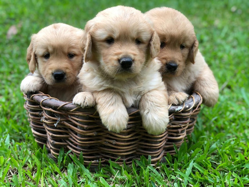 Imagen 4 de 5 de Golden Retriever