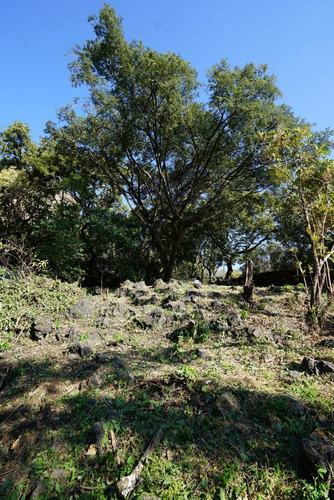 Imagen 4 de 9 de Excepcional Terreno Tepoztlán