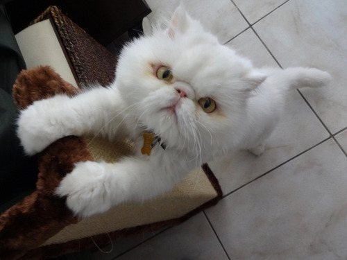 Protetor De Sofa E Cama Box Arranhador Para Gatos Colorido