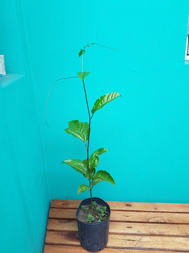 Planta De Maracuyá (50cm)- Mburucuyá (el De Fruta Amarilla)