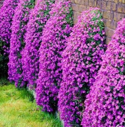 100 Semillas Aubrietia Rosa Para Follaje Y Adornos En Jardin