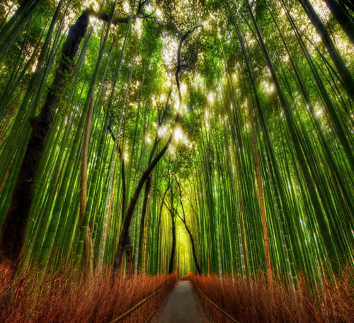 Papel De Parede Adesivo Floresta Bambu Japão Completo Gg532