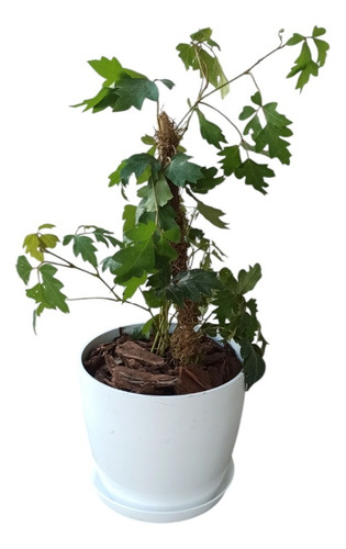 Planta Cissus + Maceta Premium N22 + Plato/ Plantas De Inter